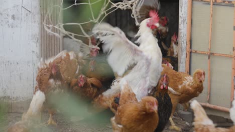 chickens rushing out of a coop door into an outdoor space on a farm