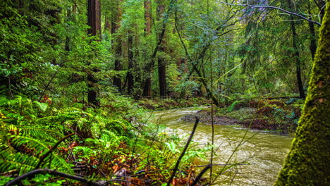 Río-Que-Atraviesa-El-Bosque-Nacional-De-Secuoyas-De-Muir-Woods---Lapso-De-Tiempo