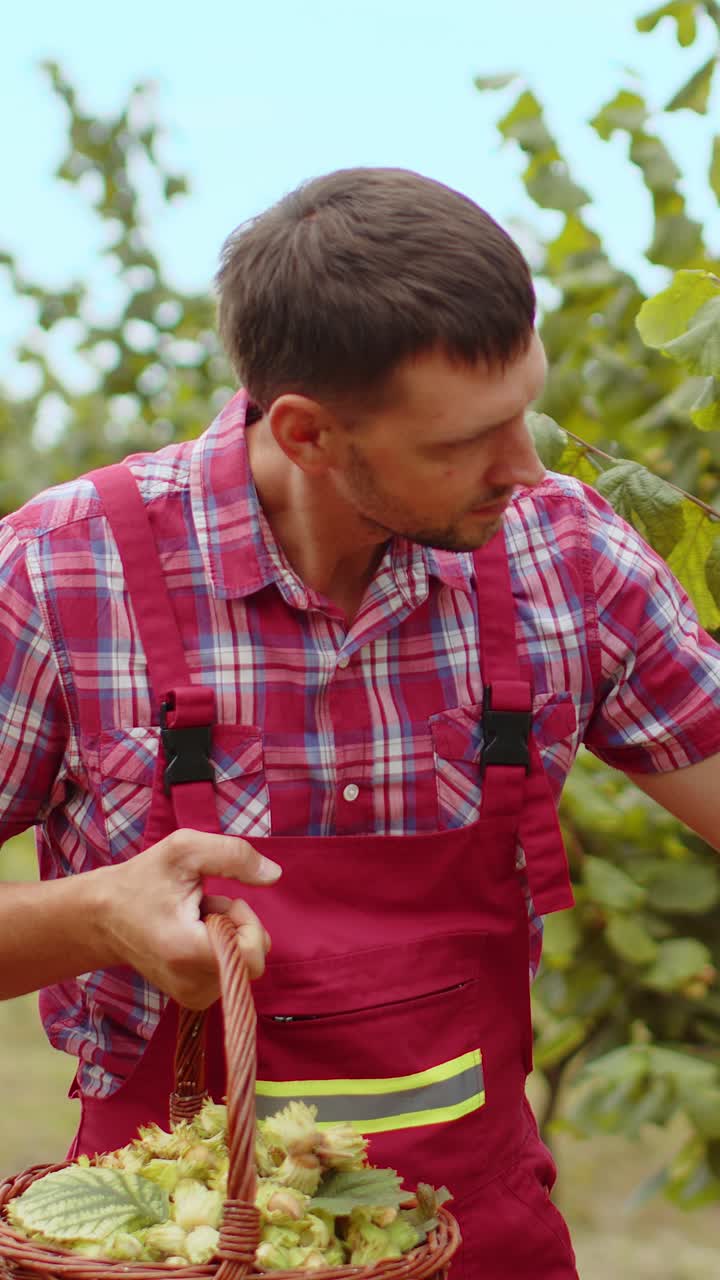 Man agronomist plucks collects ripe hazelnuts from deciduous hazel trees rows in garden harvesting