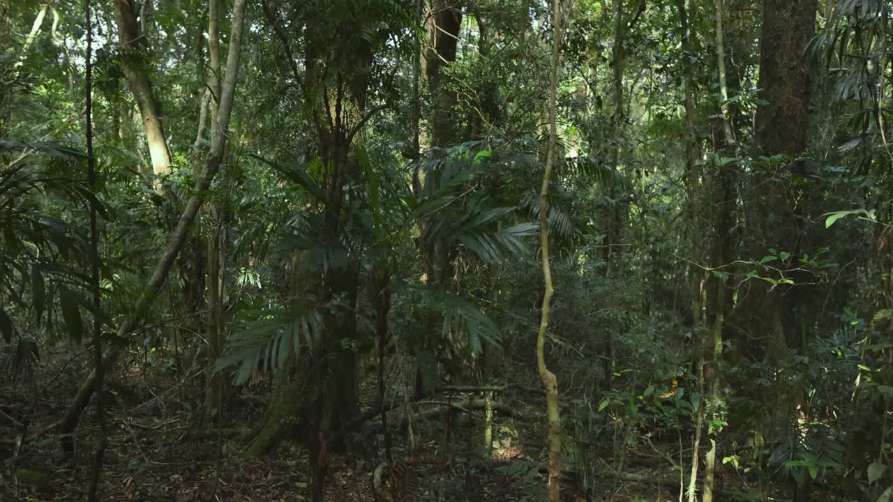Foresta pluviale lussureggiante con felci arboree e fogliame denso
