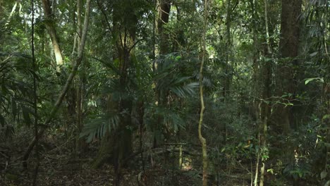 bosque tropical exuberante con helechos de árboles y follaje denso