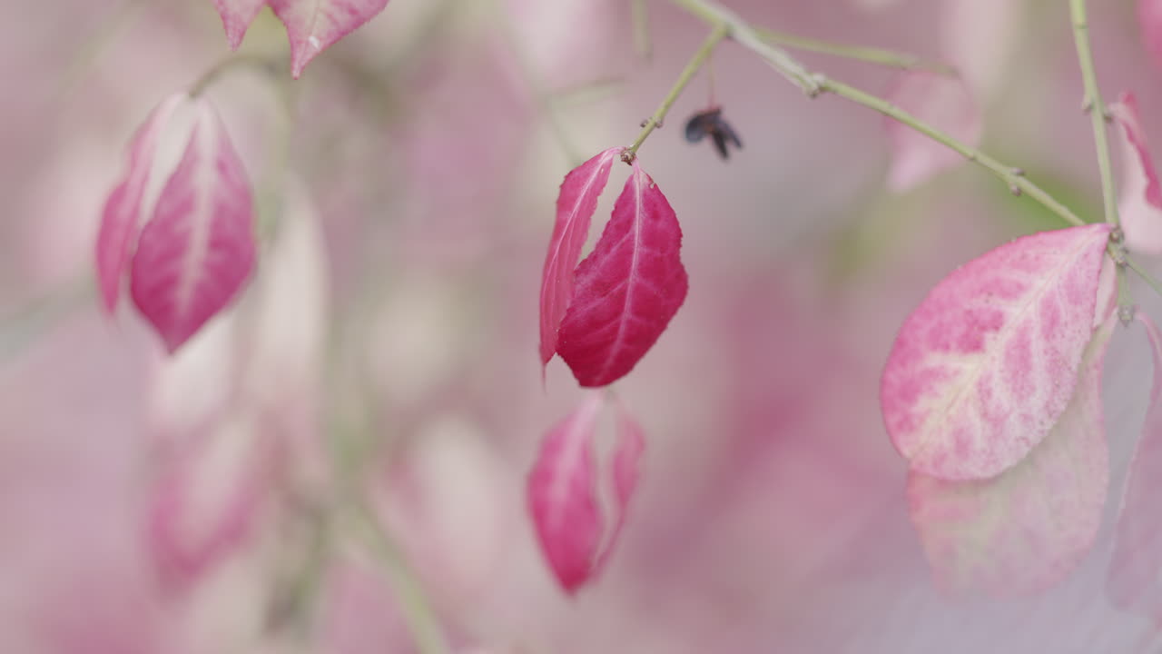 hojas rojas de otoño. profundidad poco profunda del campo