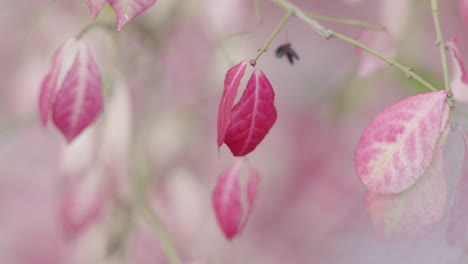 Rote-Blätter-Im-Herbst.-Geringe-Schärfentiefe