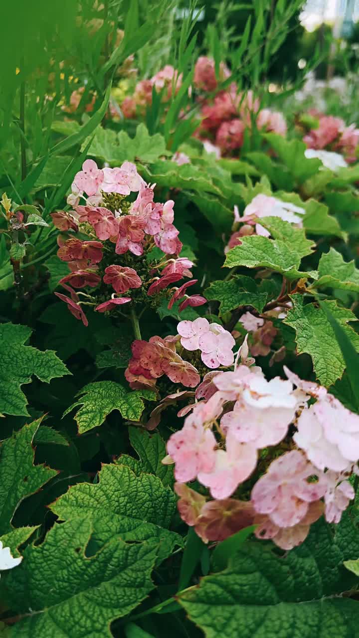 Pink and White Hydrangea Flowers in a Garden