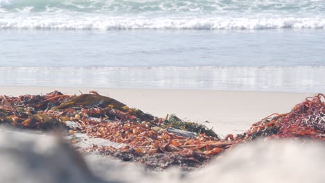 big ocean waves crashing, kelp seaweed on beach, california pacific coast, usa.