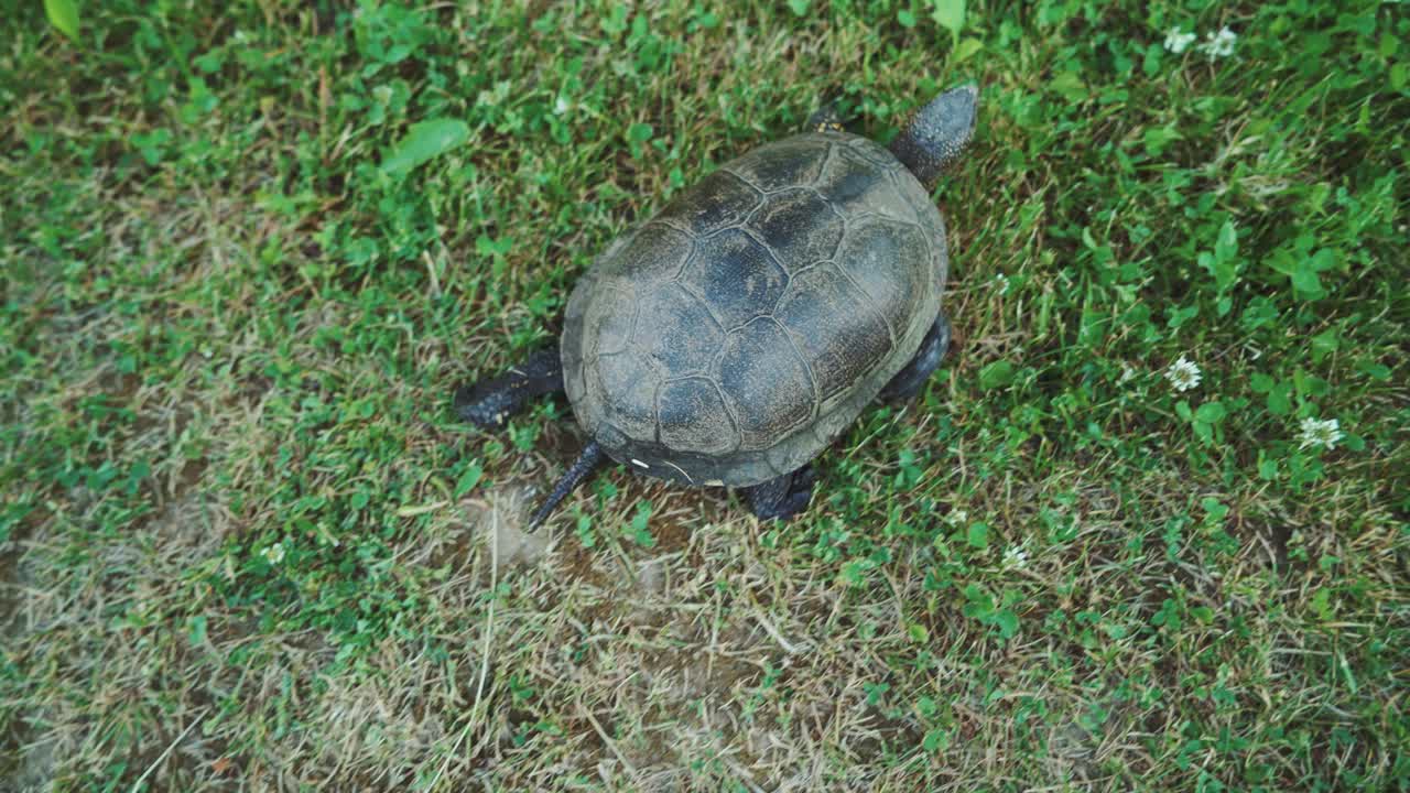 거북이가 길을 따라 천천히 기어다닙니다.