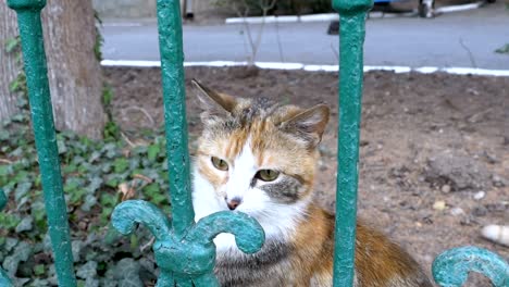 homeless three-colored cat walks in the park outside the fence and flies