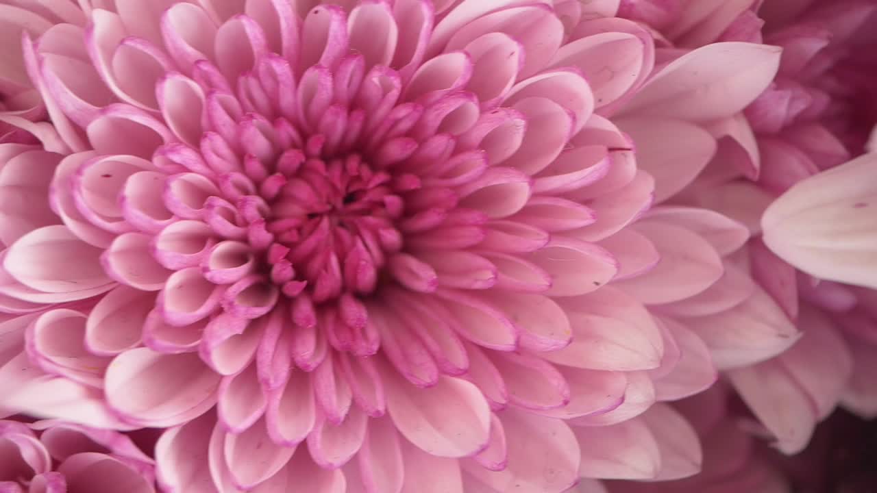 primer plano de las flores de crisantemo rosado