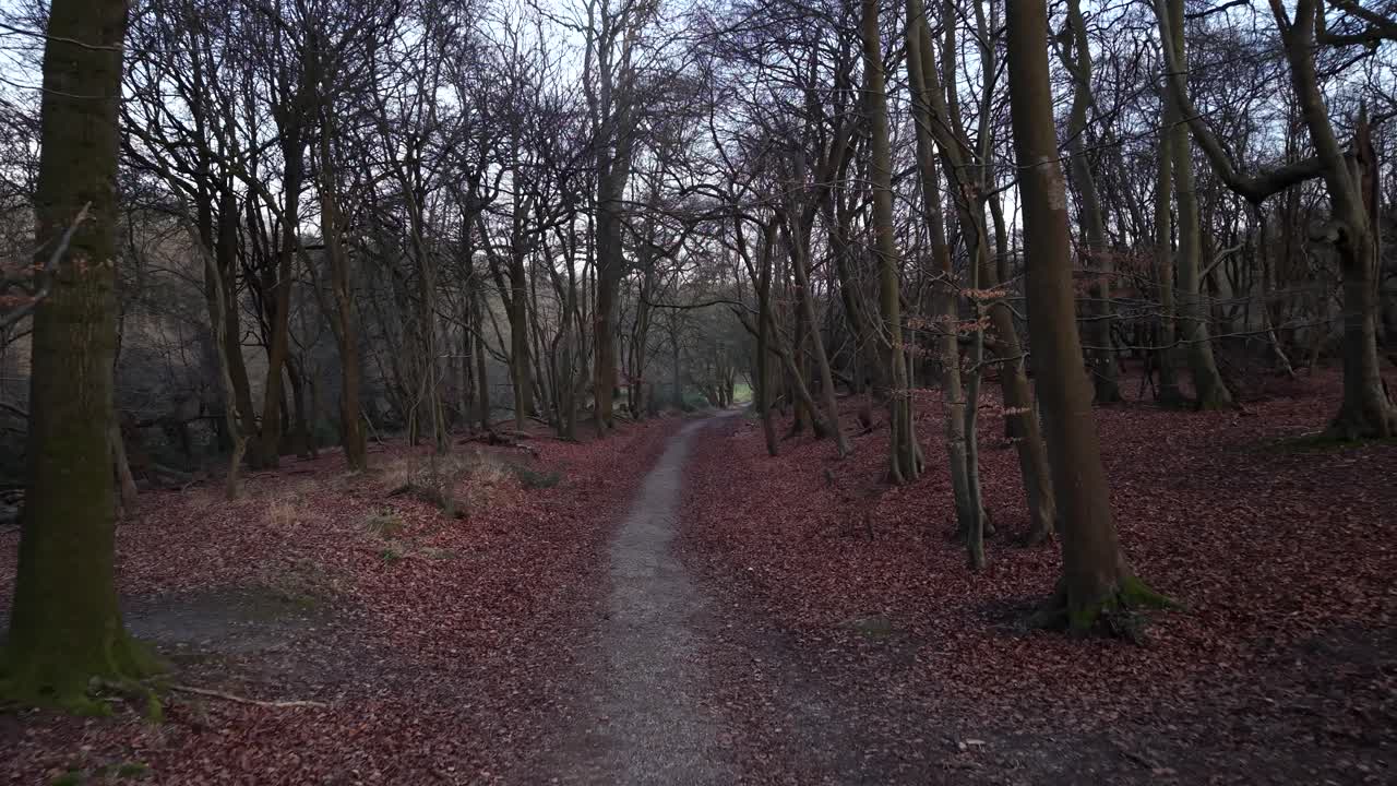 Tranquil English countryside trail in Ashridge woods, Hertfordshire, UK, Drone view