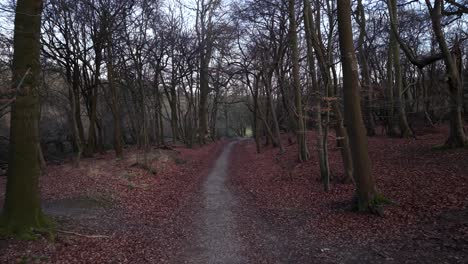 Tranquil English countryside trail in Ashridge woods, Hertfordshire, UK, Drone view