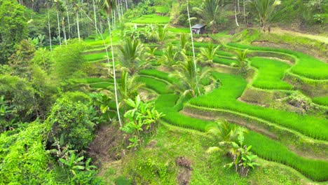 Aerial-view-Of-Tegalalang-Rice-Terraces-In-Gianyar,-Bali,-Indonesia