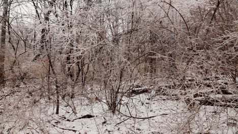 a low medium shot of some frozen bushes and shrubs fully covered in ice and icicles from freezing rain