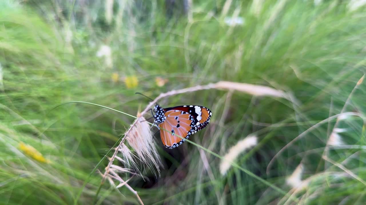 Una farfalla monarca arancione si posa delicatamente sull'erba ondeggiante in un rigoglioso campo verde