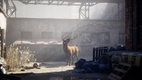 Wild-deer-rooming-around-the-streets-in-abandoned-city