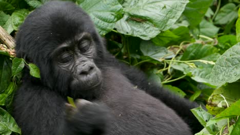 A-close-up-4K-gimbal-shot-of-an-endangered-young-mountain-gorilla,-living-among-their-natural-jungle-habitat,-Bwindi-Impenetrable-Forest-National-Park-of-Uganda,-Africa