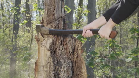 Caucasian man swings an axe downward toward a tree