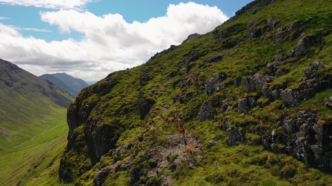 Un branco di cervi rossi che cammina sulle montagne nelle Highlands scozzesi, Glencoe, Scozia