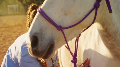 veterinarian doctor checking the horse 4k