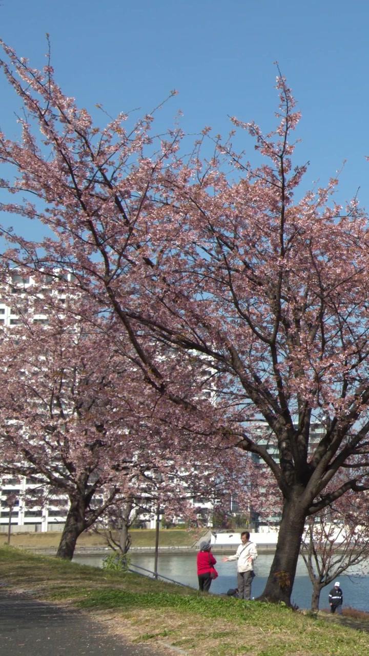 Alberi di sakura vivaci fioriscono accanto a un fiume in una giornata di sole a Tokyo, Giappone