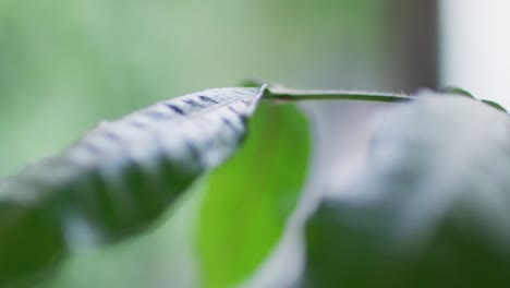 close up of big green leaves moving on blurred background