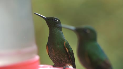 Macro,-Close-up-of-two-cute-hummingbirds-standing-in-slow-motion