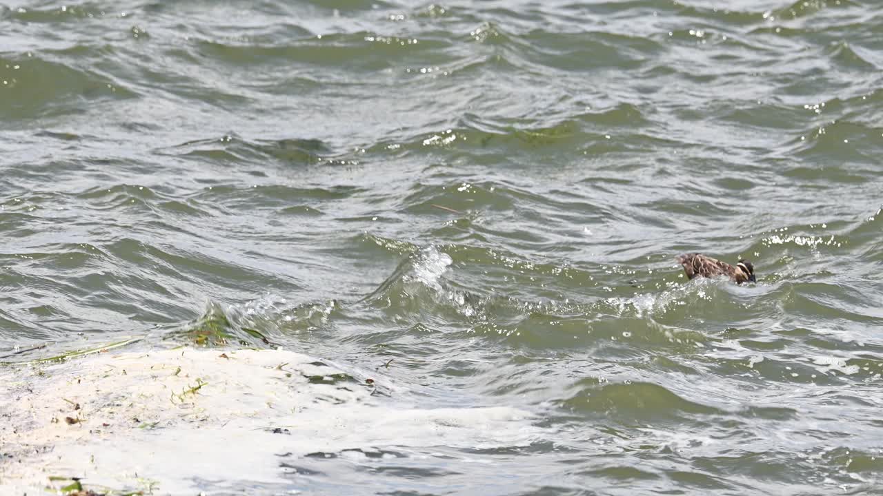 Two ducks swimming through wind driven waves on Lake Mulwala shoreline