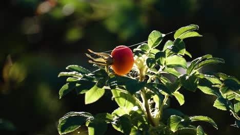 a rosehip fruit is glowing backlit by the gentle rays of the rising sun