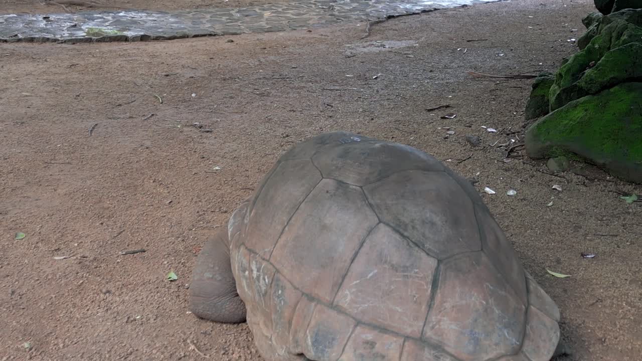 Mauritius - Riviere des Anguilles - Passing an Aldabrachelys Gigantea Turtle
