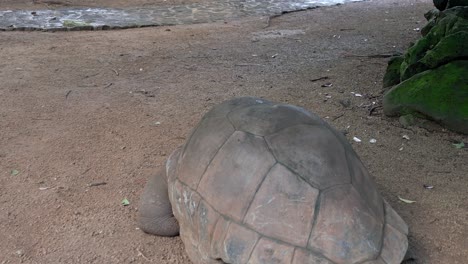 mauritius - riviere des anguilles - passing an aldabrachelys gigantea turtle