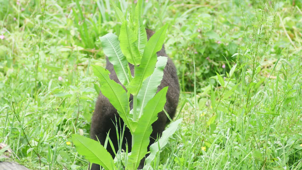 gorila joven en cámara lenta buscando comida en un área cubierta de hierba