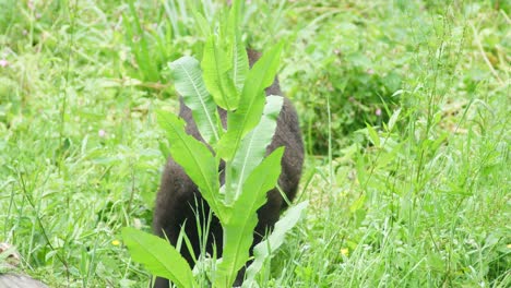 芝生のエリアで食べ物を探してスローモーションで若いゴリラ