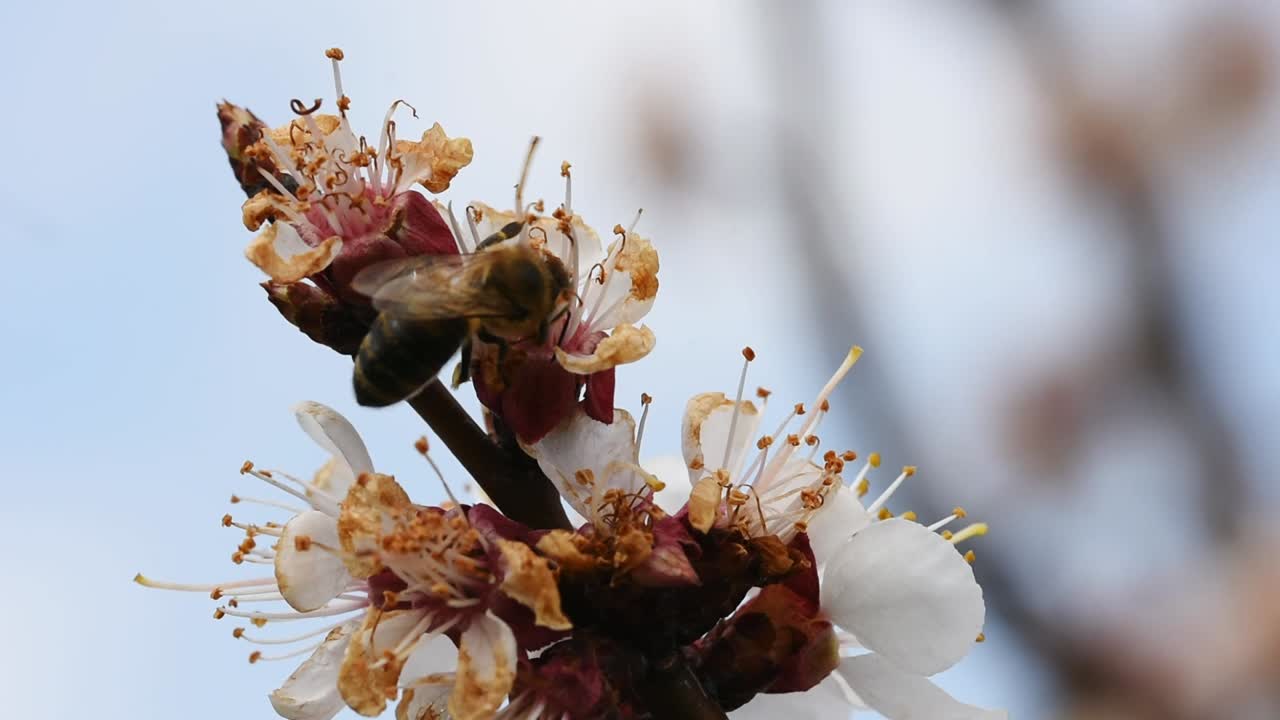 피는 살구 나무의 꽃을 수분하는 꿀벌
