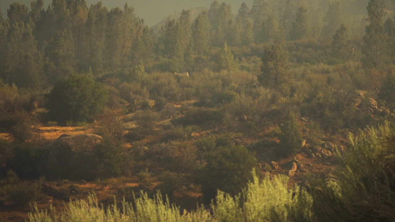 Spinning Helicopter Blades Peak Out Behind Forest Bushes During Wildfire