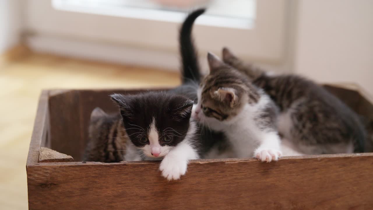 Gatito asomándose por el borde de una caja de madera