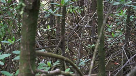 medium-shot-of-Mangrove-forest-plants-and-root-system