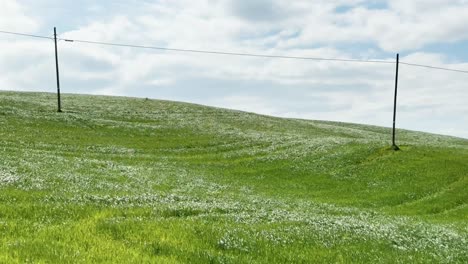 wind creating a flowing effect on long grass in a green meadow with electricity poles