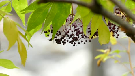 Tiny-berries-in-fall-viewed-with-blown-up-bokeh-background-of-a-moving-river