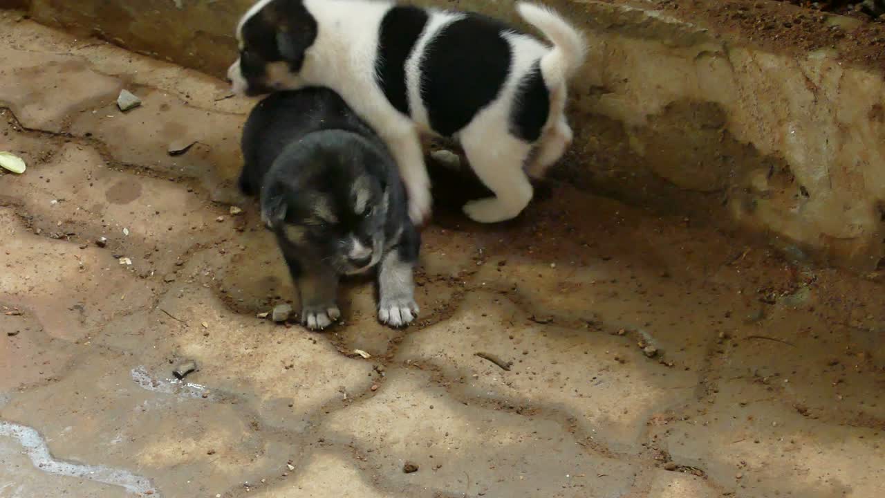 Thai puppy dog