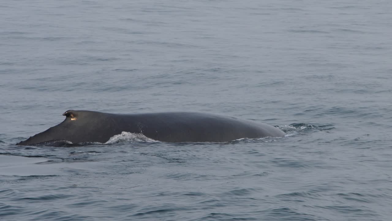 Whale with a seal on its back floating in the water with calm surroundings