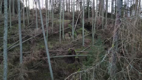 Aerial-view-of-forest-damaged-by-strong-storms-in-the-UK--Dolly