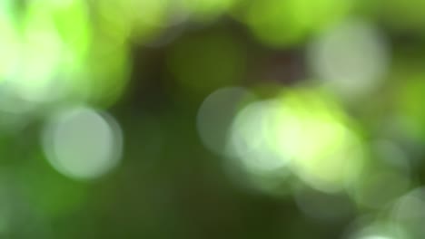 hermoso fondo verde, borroso bokeh verde natural para el fondo