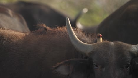 close-up of a red-billed oxpecker feeding on insects in a cape buffalo fur