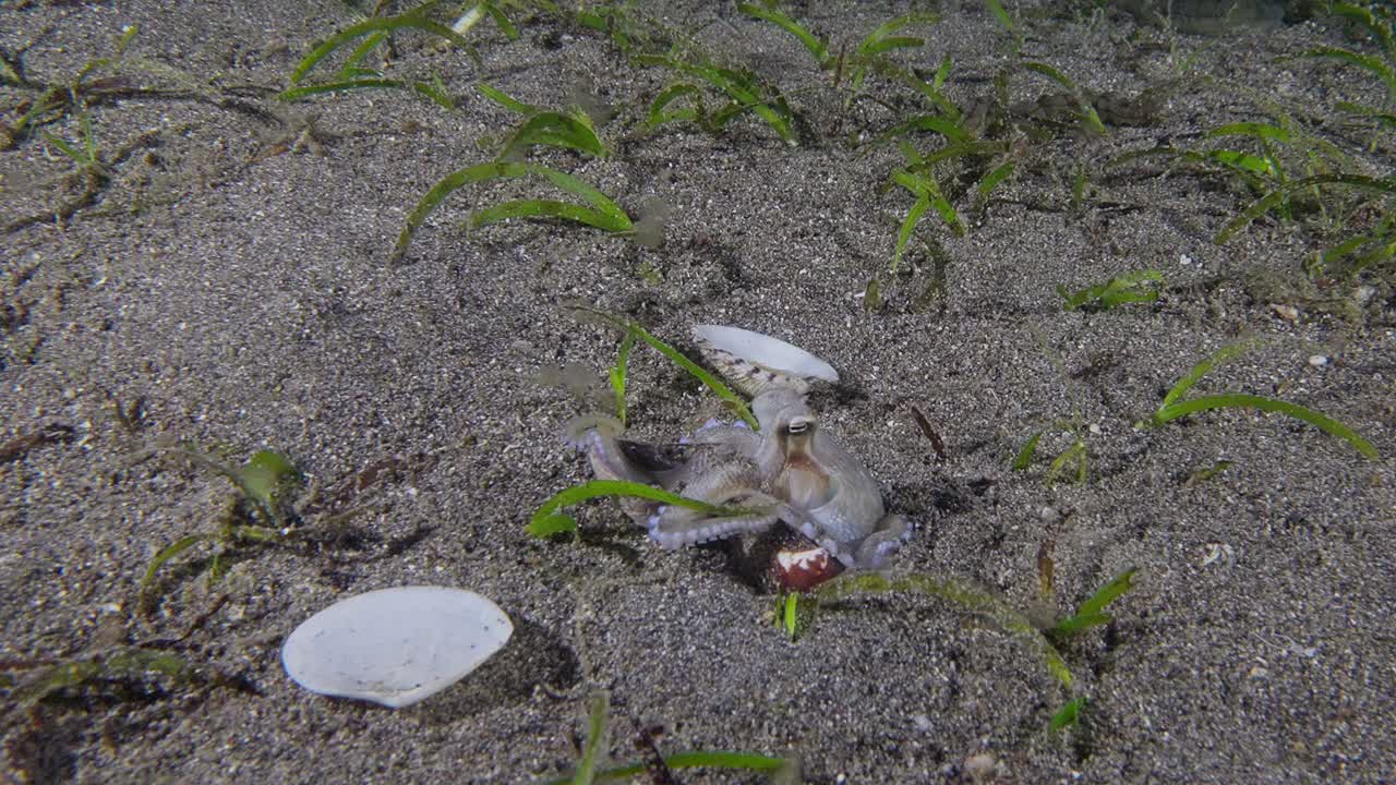 pulpo de coco recogiendo conchas y escondiéndose en un agujero, anilao, filipinas