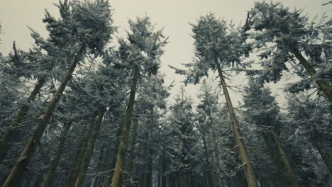 Beautiful-Snowy-White-Forest-In-Winter-Frosty-Day