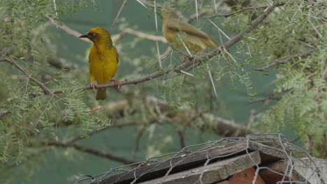 cape weavers in a thorn tree in south africa, close up