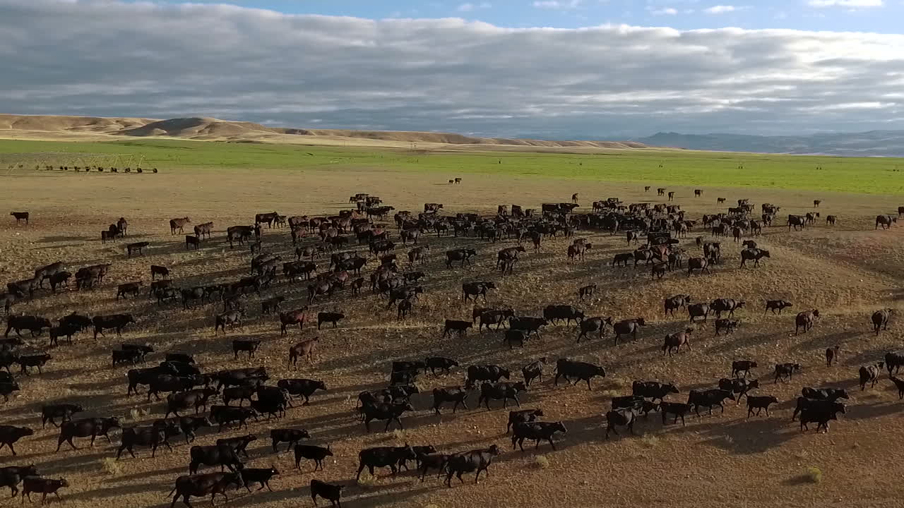 Incredibile ripresa aerea di uno spostamento di bestiame western nelle pianure del Montana.