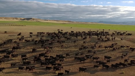 increíble antena sobre un arreo de ganado occidental en las llanuras de montana 11