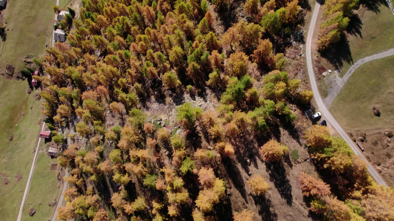 Top down shot of yellow conifer trees in autumn, Lötschental, Switzerland
