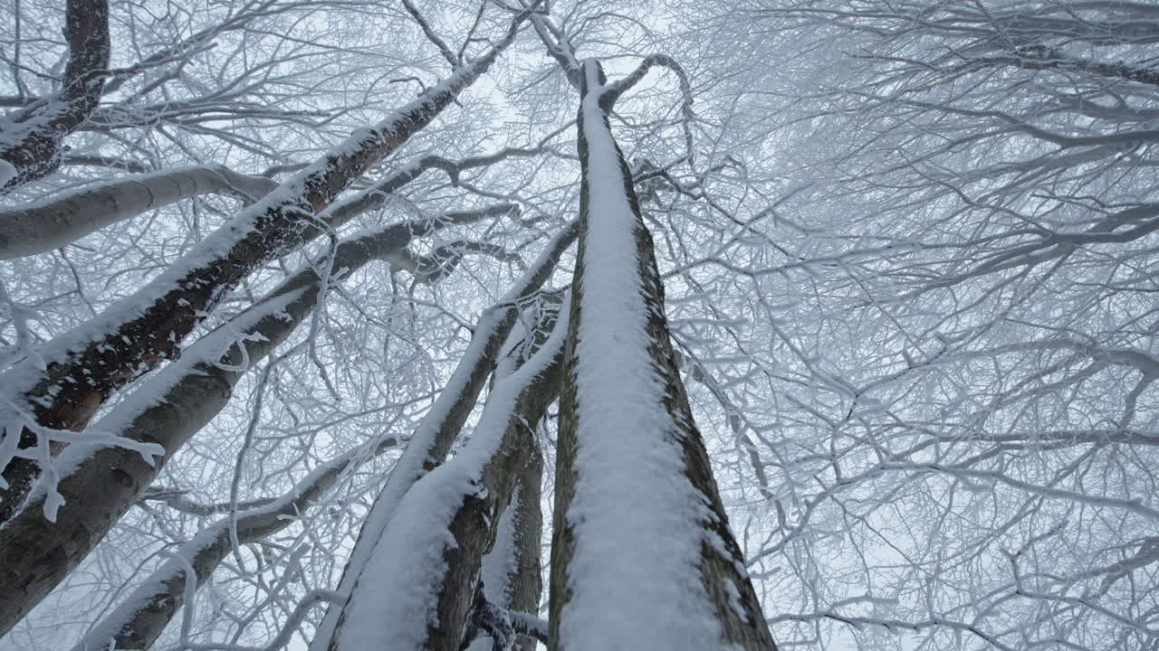 los árboles cubiertos de nieve se extienden hacia arriba, creando una escena serena del bosque de invierno