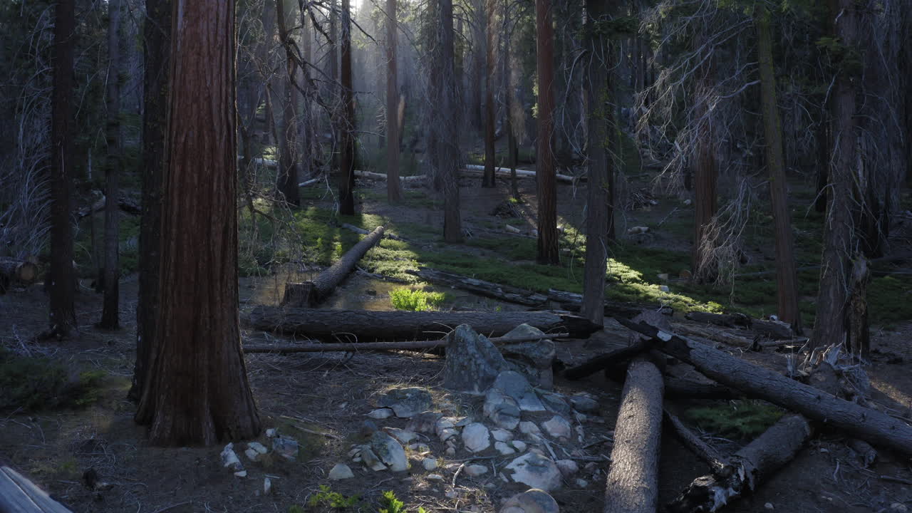 vista hacia atrás en primera persona del sendero forestal nacional de secuoyas de 100 gigantes